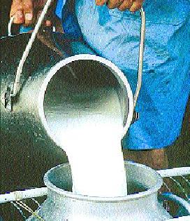 Dairy development in Talegaon Rohi area | तळेगाव रोही परिसरात दुग्धव्यवसाय संकटात Dairy development in Talegaon Rohi area | तळेगाव रोही परिसरात दुग्धव्यवसाय संकटात