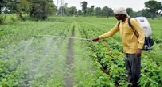 Kharif crop insurance of 83 thousand farmers | ८३ हजार शेतकऱ्यांचा खरीप पीक विमा Kharif crop insurance of 83 thousand farmers | ८३ हजार शेतकऱ्यांचा खरीप पीक विमा