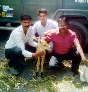 Nilgai's Pilla gets life | नीलगाईच्या पिलाला मिळाले जीवदान Nilgai's Pilla gets life | नीलगाईच्या पिलाला मिळाले जीवदान