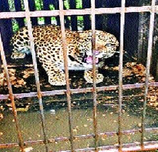 Plan of Measures for Leopard Area | बिबट्याप्रवण क्षेत्राबाबत उपाययोजनांचा आराखडा