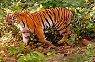 The number of tigers increased in Pawani taluka due to 'Jay' | ‘जय’मुळे पवनी तालुक्यात वाघांची संख्या वाढली