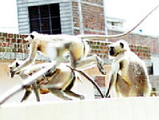 Archie Monkeys | आर्वीत माकडांचा धुमाकूळ Archie Monkeys | आर्वीत माकडांचा धुमाकूळ