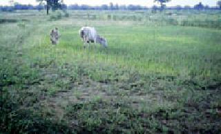 Pests of the pests | किडीच्या प्रादुर्भावाने पछाडले Pests of the pests | किडीच्या प्रादुर्भावाने पछाडले