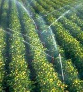 Hundreds of crores of rupees have been provided to farmers | शेतकऱ्यांच्या अनुदानाचे साडेचार कोटी रखडले Hundreds of crores of rupees have been provided to farmers | शेतकऱ्यांच्या अनुदानाचे साडेचार कोटी रखडले