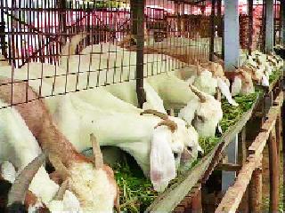 Search in the field of goat farmer investigators | शेळीपालन गुंतवणूकदारांचा नाशकात शोध Search in the field of goat farmer investigators | शेळीपालन गुंतवणूकदारांचा नाशकात शोध