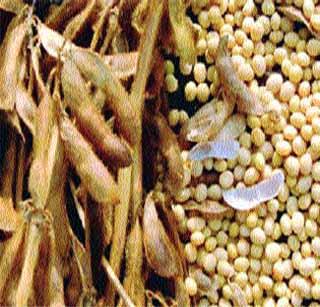 Soybean production will fall! | सोयाबीनचे उत्पादन घटणार!