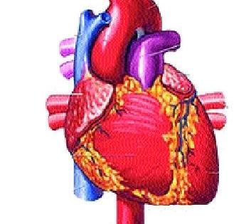 Avoiding death due to cardiovascular disease | हृदयरोगामुळे होणारा मृत्यू टाळणे शक्य