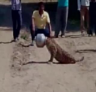 Stuck in the head of a leopard | पाण्यापायी आलेल्या बिबट्याच्या डोक्यात अडकला हंडा