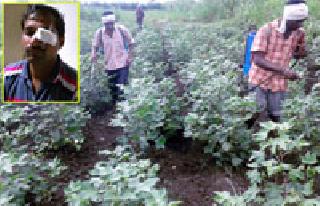 Be careful! The spraying drugs are fatal to eyes | सावधान! फवारणी औषध ठरतेय डोळ्यांना घातक Be careful! The spraying drugs are fatal to eyes | सावधान! फवारणी औषध ठरतेय डोळ्यांना घातक
