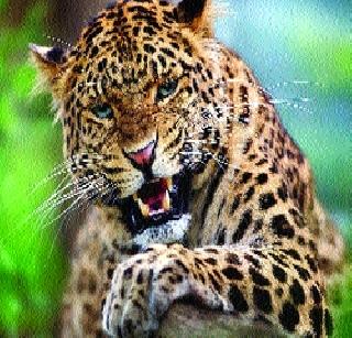 The number of leopards increased | बिबट्यांची संख्या वाढली The number of leopards increased | बिबट्यांची संख्या वाढली