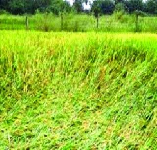 Paddy Harvest | पावसाने भातपिकाचे नुकसान