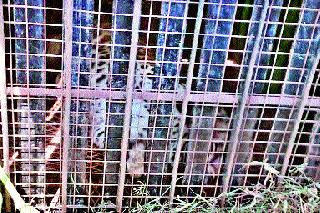 After all, the leopard is seized | अखेर बिबट्या जेरबंद After all, the leopard is seized | अखेर बिबट्या जेरबंद