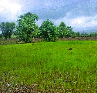 Paddy loss due to rain fall | परतीच्या पावसामुळे भातशेतीचे नुकसान