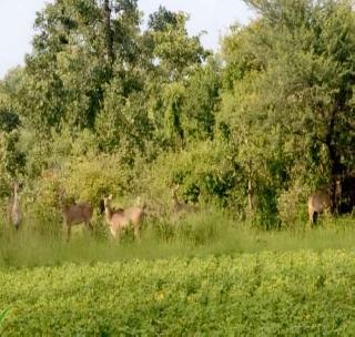 Stag in the Kinnagenjut area, Rohi's Haidos | किनगावजट्ट परिसरात हरिण, रोहीचा हैदोस Stag in the Kinnagenjut area, Rohi's Haidos | किनगावजट्ट परिसरात हरिण, रोहीचा हैदोस
