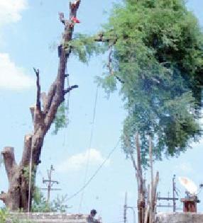 Even after the complaint, the slaughter of the big trees of Chinchwad | तक्रारीनंतरही चिंचेच्या महाकाय वृक्षाची कत्तल Even after the complaint, the slaughter of the big trees of Chinchwad | तक्रारीनंतरही चिंचेच्या महाकाय वृक्षाची कत्तल