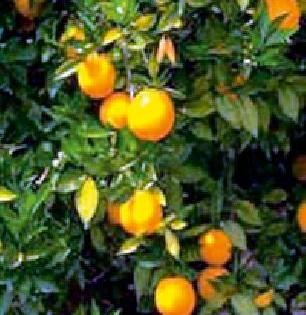 The sharp fall in orange juice | संत्र्यांच्या भावात कमालीची घसरण The sharp fall in orange juice | संत्र्यांच्या भावात कमालीची घसरण