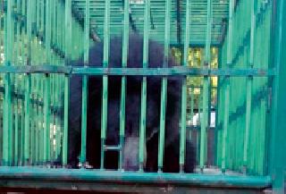 The bear was caught in Durgapur colony | दुर्गापूर वसाहतीत अस्वलीला पकडले