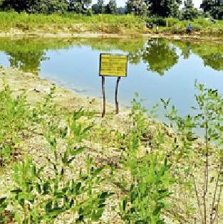 Support provided by the farmer | शेततळ्याने दिला आधार Support provided by the farmer | शेततळ्याने दिला आधार