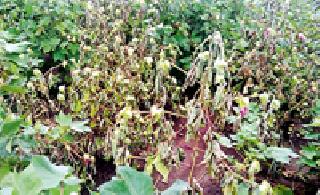 Soybeans after the hazardous plant | सोयाबीनपाठोपाठ कपाशीही धोक्यात Soybeans after the hazardous plant | सोयाबीनपाठोपाठ कपाशीही धोक्यात