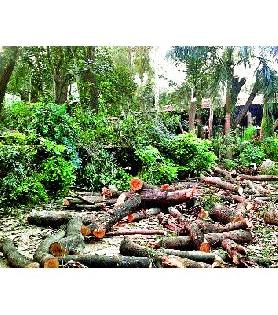 Slaughter of trees near Garware Point | गरवारे पॉइंटजवळ झाडांची कत्तल Slaughter of trees near Garware Point | गरवारे पॉइंटजवळ झाडांची कत्तल