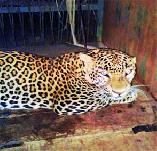 Leopard pellet release | बिबट्याच्या तावडीतून पोटच्या गोळ्याची सुटका