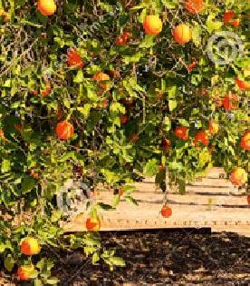 Air ventricles to the orange 25 thousand | संत्र्याला हवा २५ हजार हमीभाव Air ventricles to the orange 25 thousand | संत्र्याला हवा २५ हजार हमीभाव