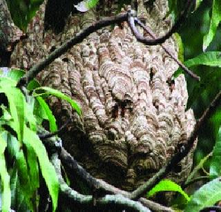 Anjani fly family's nest is unique! | अंजनी माशीच्या कुटुंबाचे घरटे अनोखे!