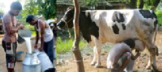 Duckling in Khatetoli from agricultural business | शेतीपूरक व्यवसायातून खोसेटोल्यात अवतरली दूधगंगा Duckling in Khatetoli from agricultural business | शेतीपूरक व्यवसायातून खोसेटोल्यात अवतरली दूधगंगा