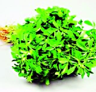 Fenugreek 35, Cothibir 14, Juri | मेथी ३५, कोथिंबीर १४ रुपये जुुडी