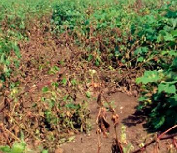 Cotton and pepper sticks crop up | कपाशी व मिरचीचे उभे पीक करपले Cotton and pepper sticks crop up | कपाशी व मिरचीचे उभे पीक करपले