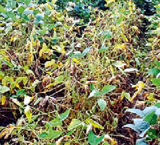 Paywali says, it is a pleasant place in the district | पैसेवारी म्हणते, जिल्ह्यात सुकाळ Paywali says, it is a pleasant place in the district | पैसेवारी म्हणते, जिल्ह्यात सुकाळ