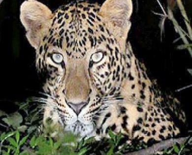 Two goats trapped by a leopard | बिबट्याने पाडला दोन शेळ्यांचा फडशा Two goats trapped by a leopard | बिबट्याने पाडला दोन शेळ्यांचा फडशा