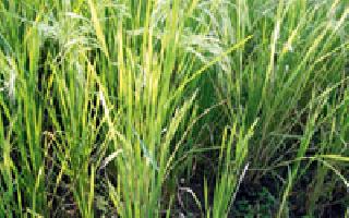 Farmers havoc on paddy crop disease | धान पिकावरील रोगराईने शेतकरी हवालदिल