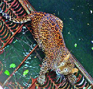 Panther leopard | पारवडीला बिबट्याचा धुमाकूळ