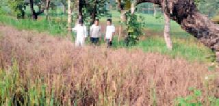 Dhan karapale: | धान करपले : Dhan karapale: | धान करपले :