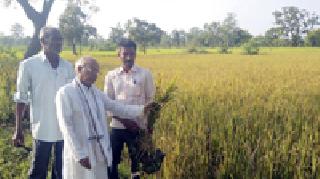 Mahabiya seeds are of low quality | महाबीजचे बियाणे निकृष्ट दर्जाचे Mahabiya seeds are of low quality | महाबीजचे बियाणे निकृष्ट दर्जाचे