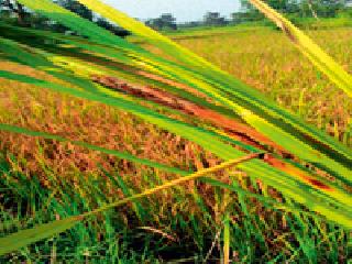 धान निसवले, पण लोंबीत दाणाच नाही