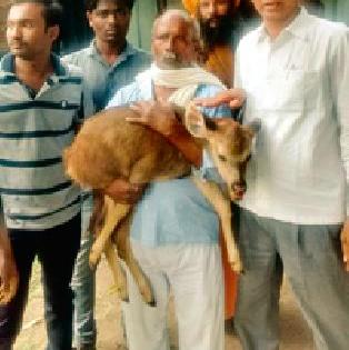 Sambara Pila Lived by saving dogs | कुत्र्यांच्या तावडीतून वाचवून सांबराच्या पिलाला जीवदान Sambara Pila Lived by saving dogs | कुत्र्यांच्या तावडीतून वाचवून सांबराच्या पिलाला जीवदान