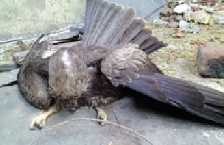 Eagle bird found at very low level | अत्यवस्थेत आढळला गरुड पक्षी Eagle bird found at very low level | अत्यवस्थेत आढळला गरुड पक्षी