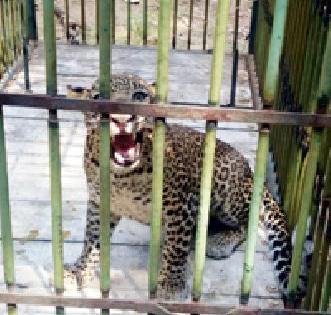 हल्लेखोर बिबट अडकला पिंजऱ्यात