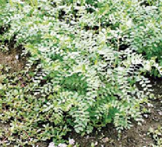 Rabi will grow every sowing sow | रबीमध्ये वाढणार हरभऱ्याचा पेरा Rabi will grow every sowing sow | रबीमध्ये वाढणार हरभऱ्याचा पेरा