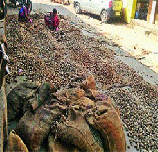 Heat 100 truck potato varieties rotten | उष्णतेने १०० ट्रक बटाटा वाण सडले