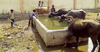 मृत मांजराचे दूषित पाणी गुरांना !