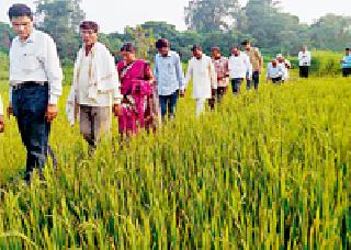 Mahabiz's officer reached the farm | महाबीजचे अधिकारी पोहोचले शेतावर Mahabiz's officer reached the farm | महाबीजचे अधिकारी पोहोचले शेतावर