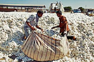 Waiting for the cotton buyer in the district | जिल्ह्याला कापूस खरेदीदाराची प्रतीक्षा Waiting for the cotton buyer in the district | जिल्ह्याला कापूस खरेदीदाराची प्रतीक्षा