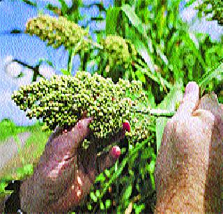 The varieties of protected sorghum developed from the birds | पक्ष्यांपासून संरक्षित ज्वारीचे वाण विकसित