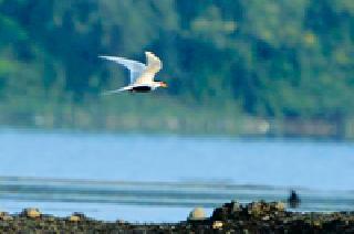 The record of the endangered 'black flag' bird | संकटग्रस्त ‘काळपोट्या पराटी’ पक्ष्याची नोंद The record of the endangered 'black flag' bird | संकटग्रस्त ‘काळपोट्या पराटी’ पक्ष्याची नोंद