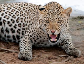 Leopard killed the cow | बिबट्याने केले गाईला ठार