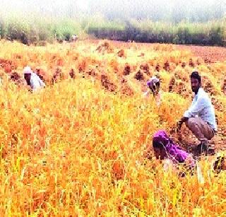 Rice cultivation speed | भात कापणीच्या कामाला वेग Rice cultivation speed | भात कापणीच्या कामाला वेग