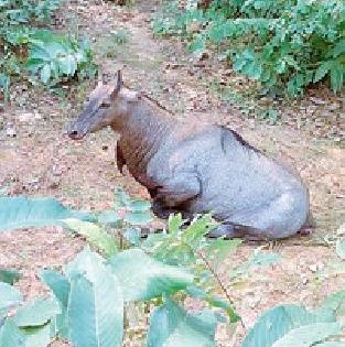 Nilgai killed in a wheelchair | चारचाकी वाहनाच्या धडकेत नीलगाय ठार